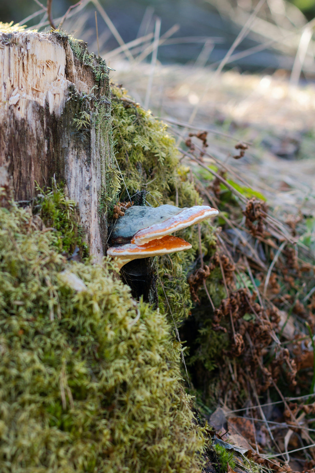 Celebrating Nature's Gift: Adaptogenic Mushrooms